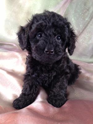Female Schnoodle Puppy for sale #10 DOB April 14th 2013,Ship for only $150,Schnoodle Breeders in Maryland and New Jersey charge over $300.
